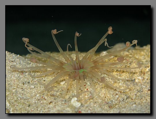 burrowing anenome